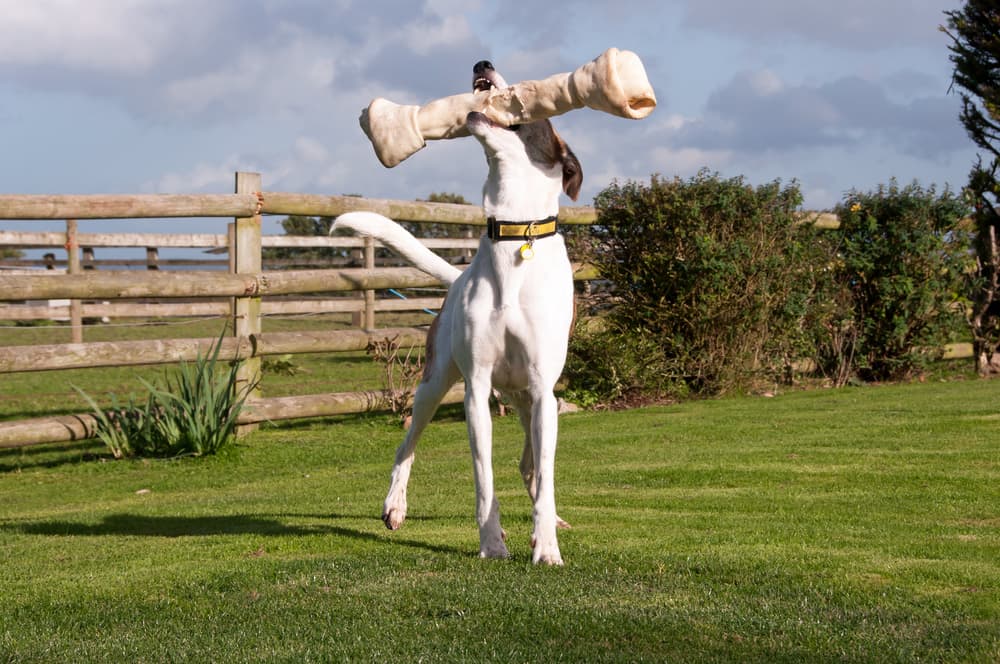 Lurcher dog playing with a bone