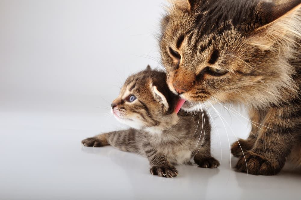 Mother cat cleaning kitten