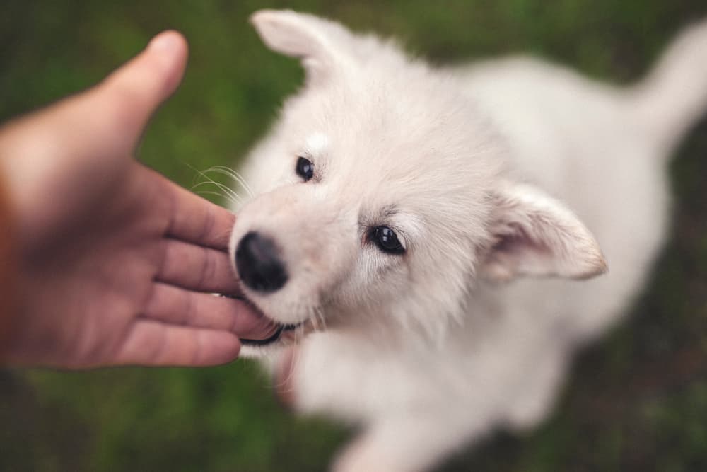 When Do Puppies Stop Biting? When Do Puppies Stop Biting?