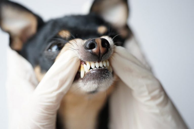Dog with dental disease