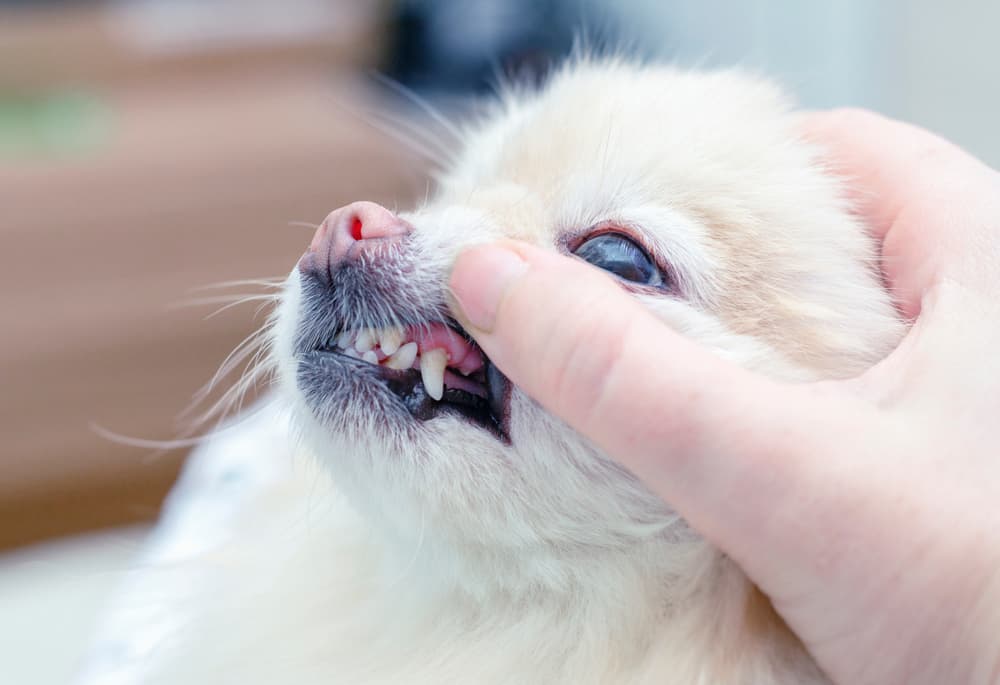 Vet examining dog gums