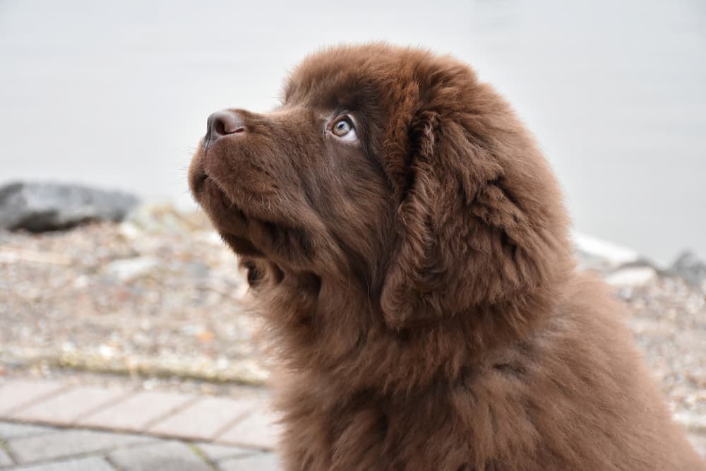 Newfoundland puppy looks up