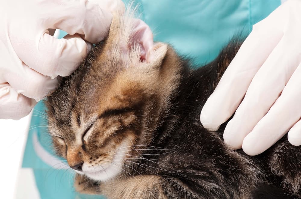vet treating kitten