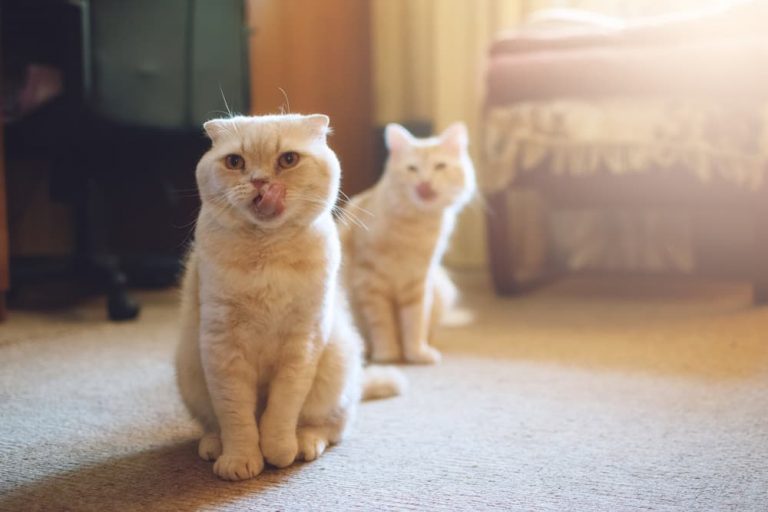 two cats in bedroom