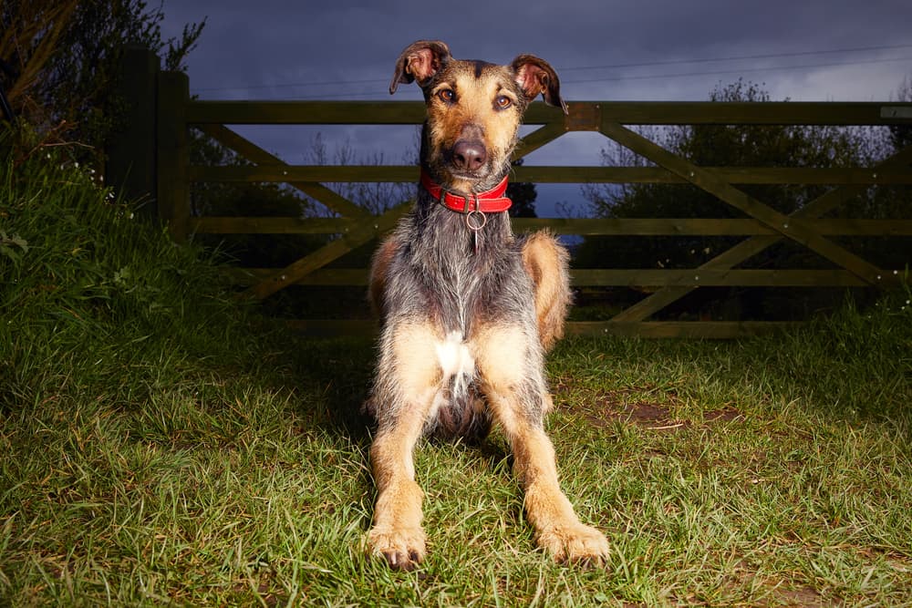 Adult Lurcher dog laying down and looking at the camera