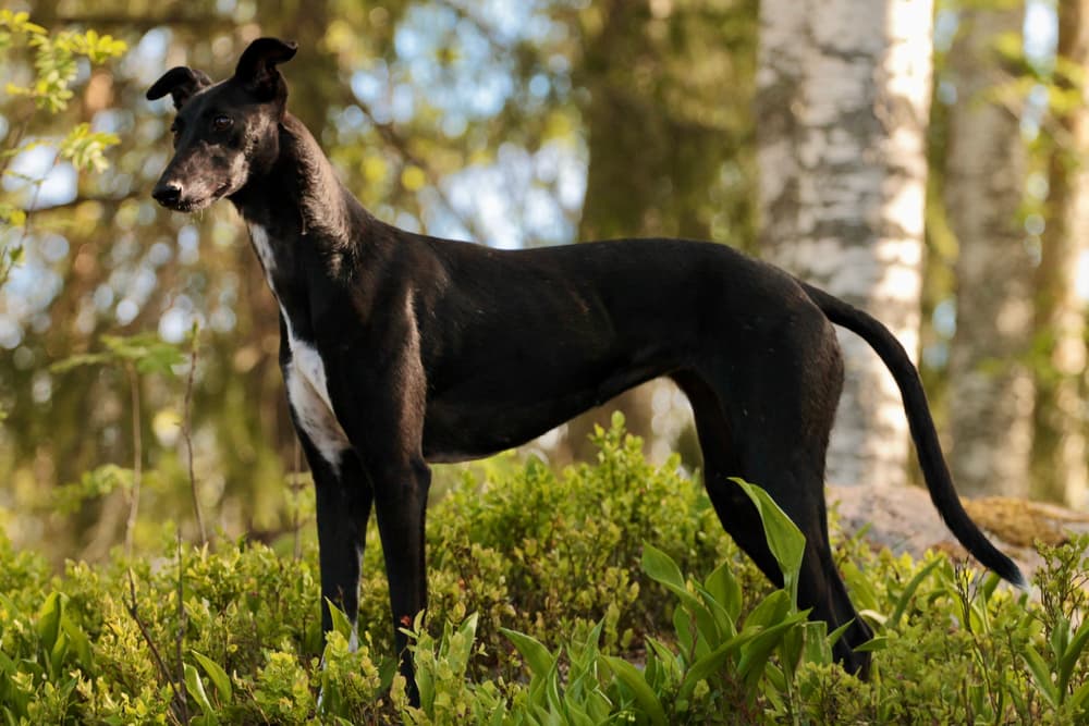 Black Lurcher dog standing in a forest
