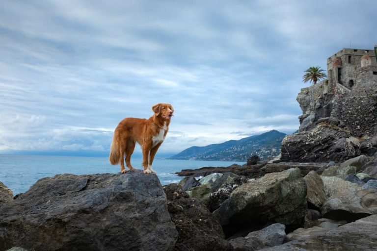 Dog standing on ancient rocks