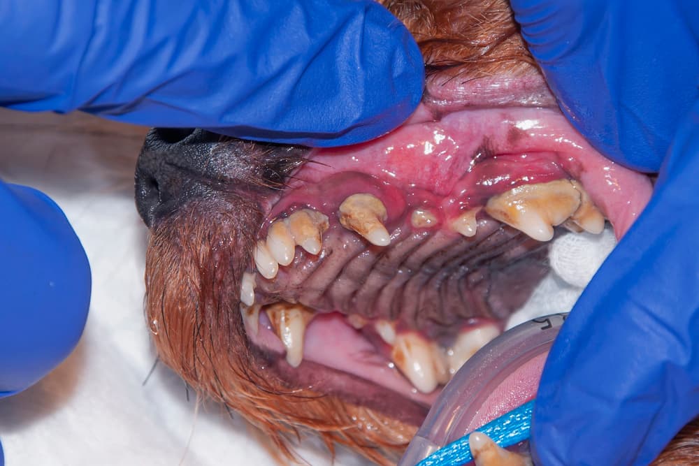 Dog with gingivitis