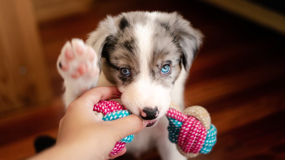 Puppy biting chew toy
