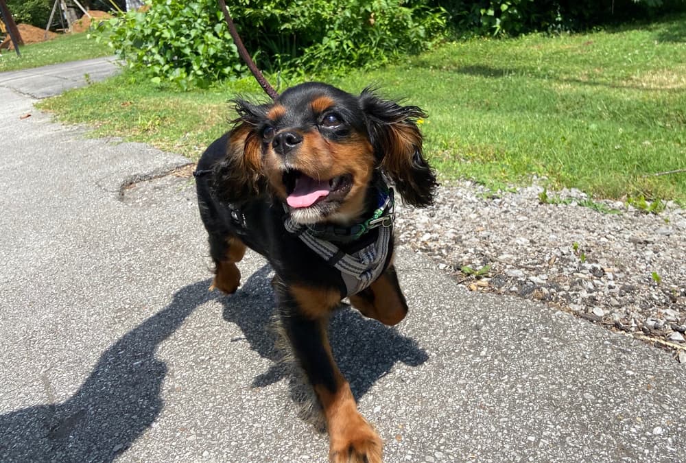 Black and brown Cavalier King Charles walking on the sidewalk