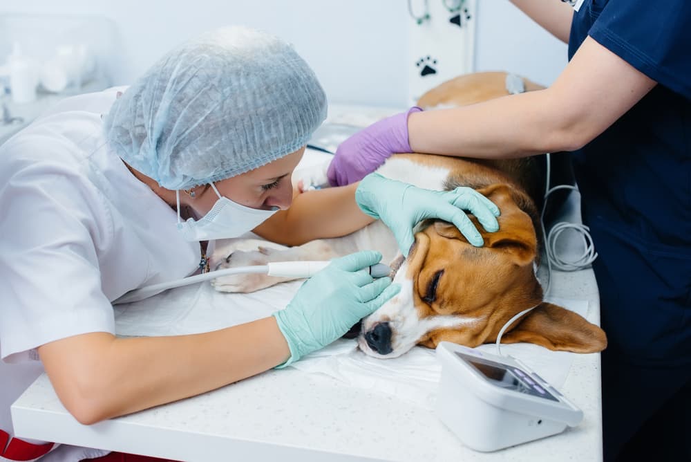 dog teeth cleaning procedure