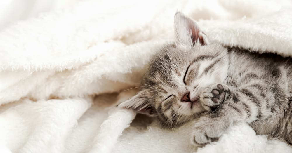 Sleepy kitten