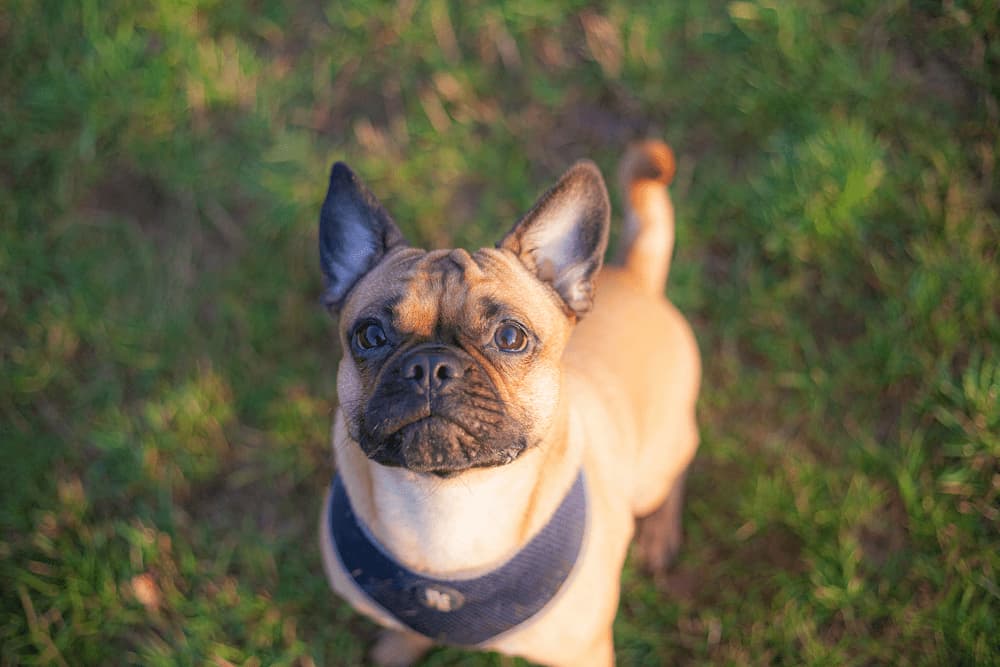 French Bulldog and Pug Mix (Frug)