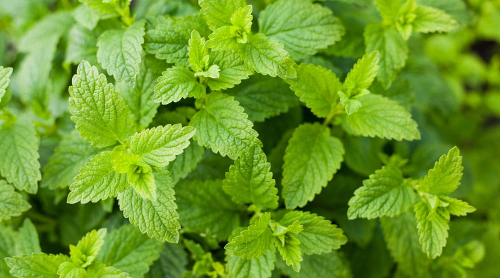 Catnip plant