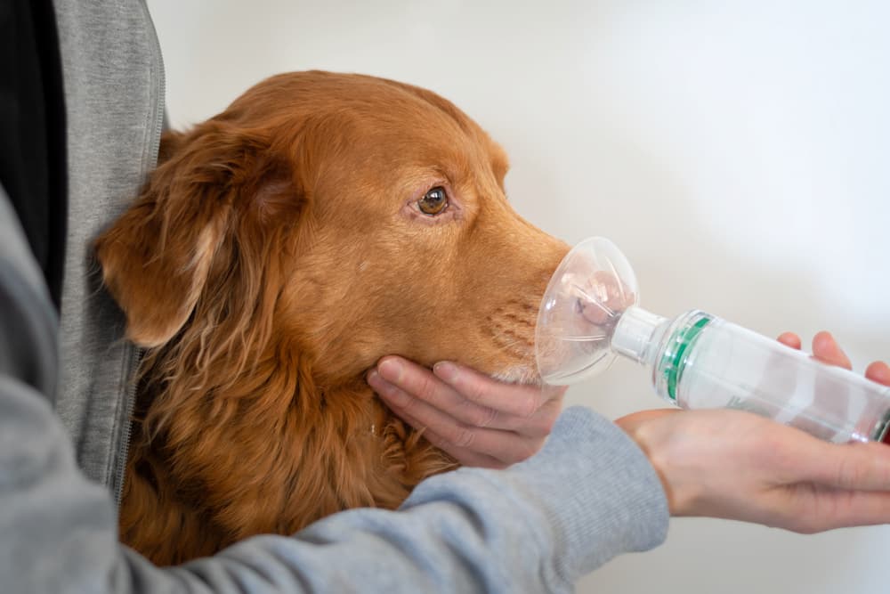 Dog using an inhaler