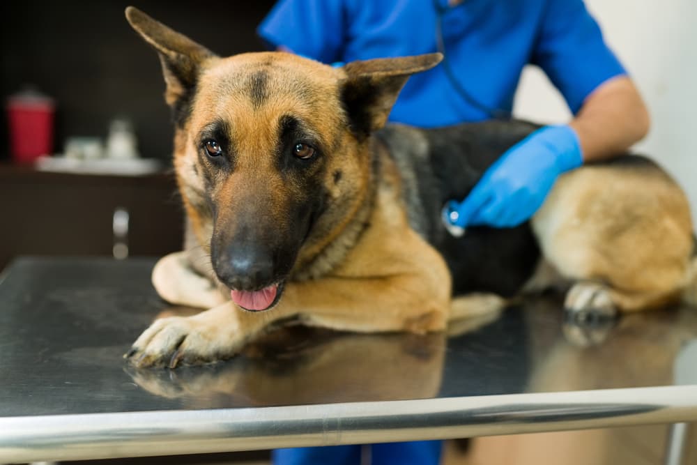 Vet examining German Shepherd