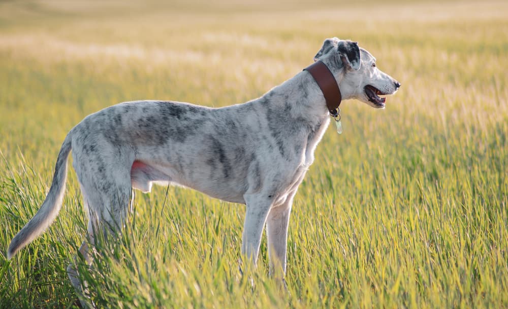 Side profile of Lurcher dog in a field