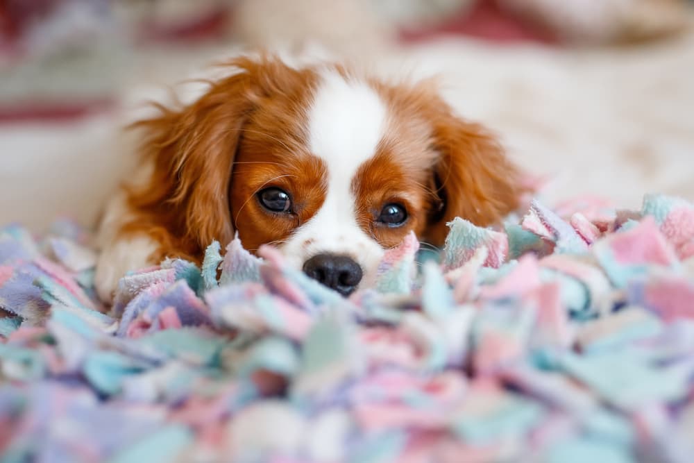 Cavalier King Charles puppy laying down and looking at the camera
