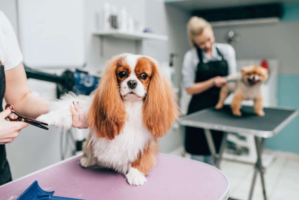 Cavalier King Charles getting groomed