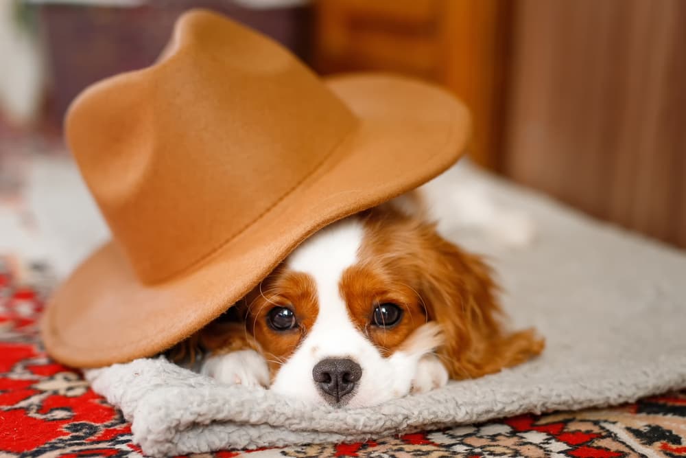 Young Cavalier King Charles sitting laying underneath a hat