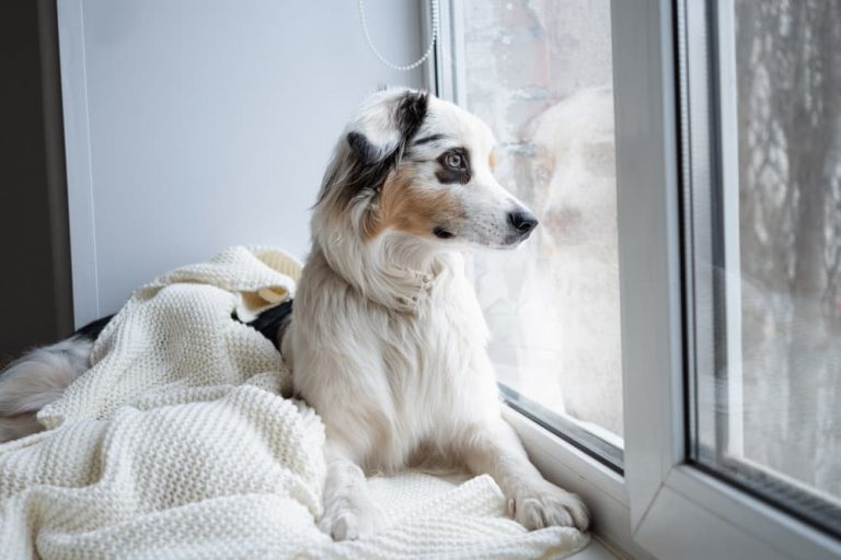 Dog looking lonely out window