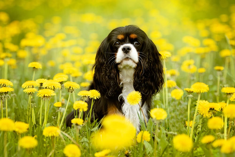 Cavalier King Charles sitting in a field of flowers