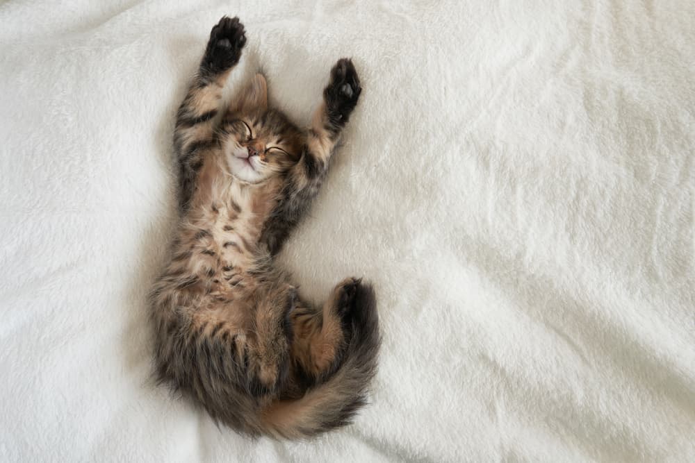 Can Kittens Have Catnip?