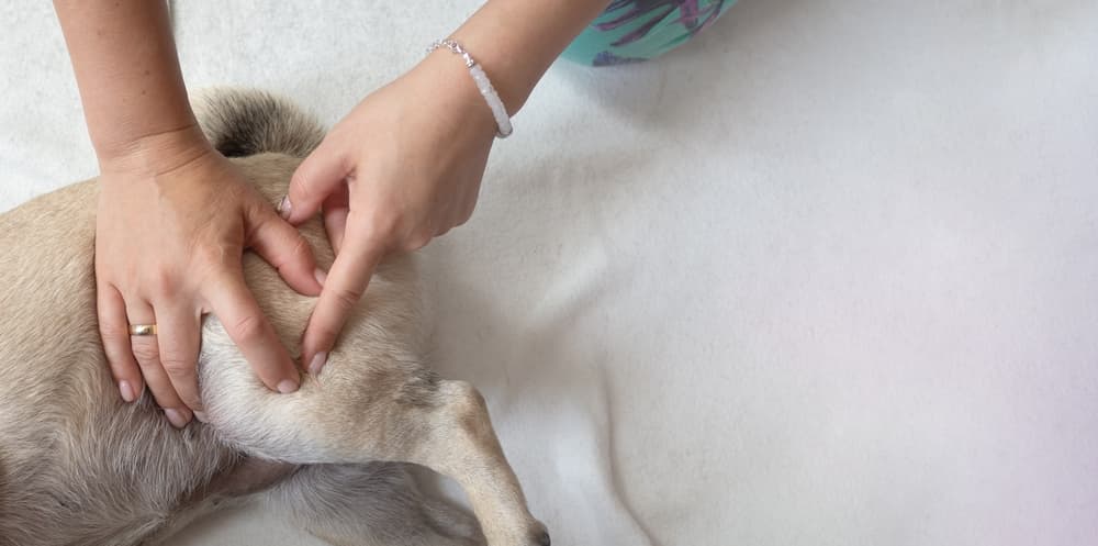 Woman feeling dog's leg