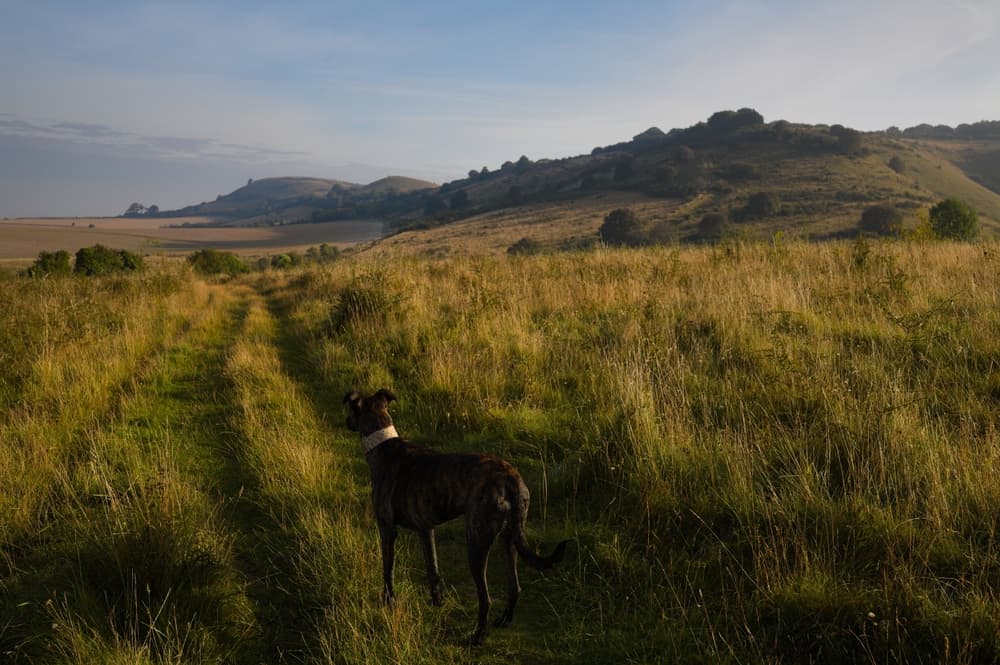 Lurcher dog standing in a field looking out towards a trail