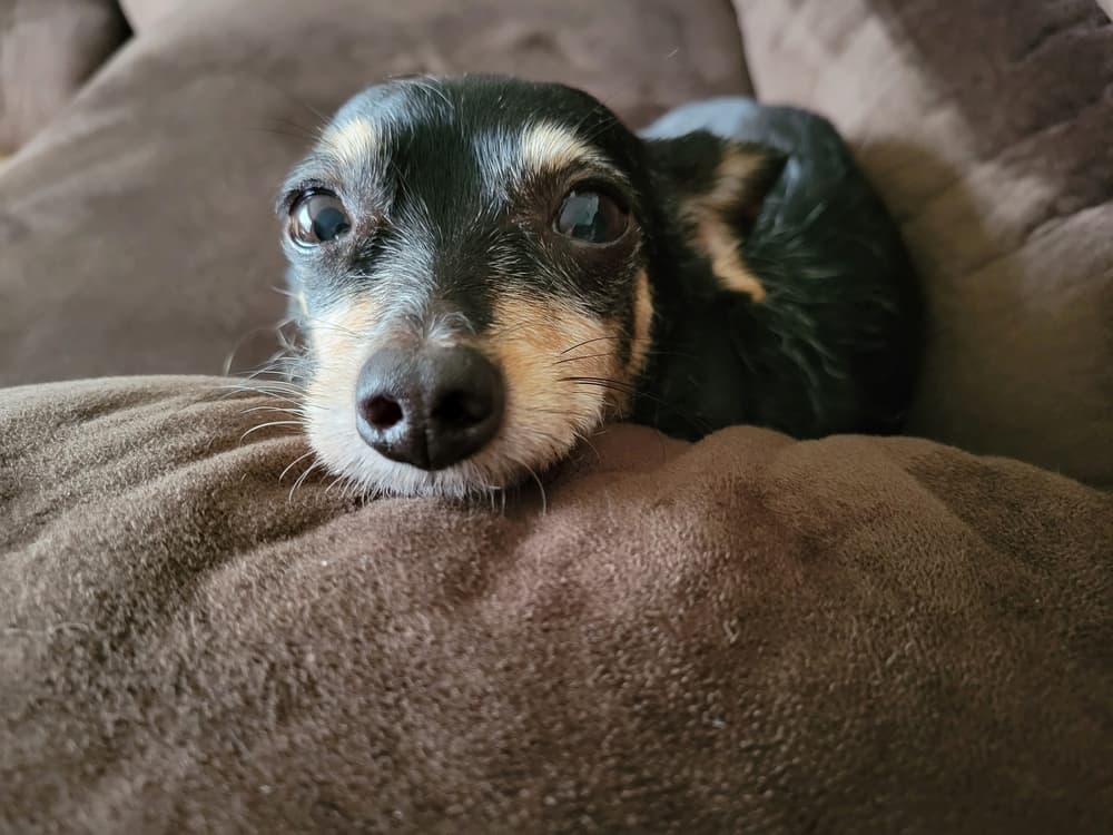 Can Dogs Get the Flu?