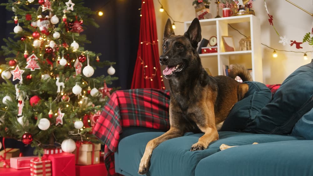 German Shepherd by Christmas tree