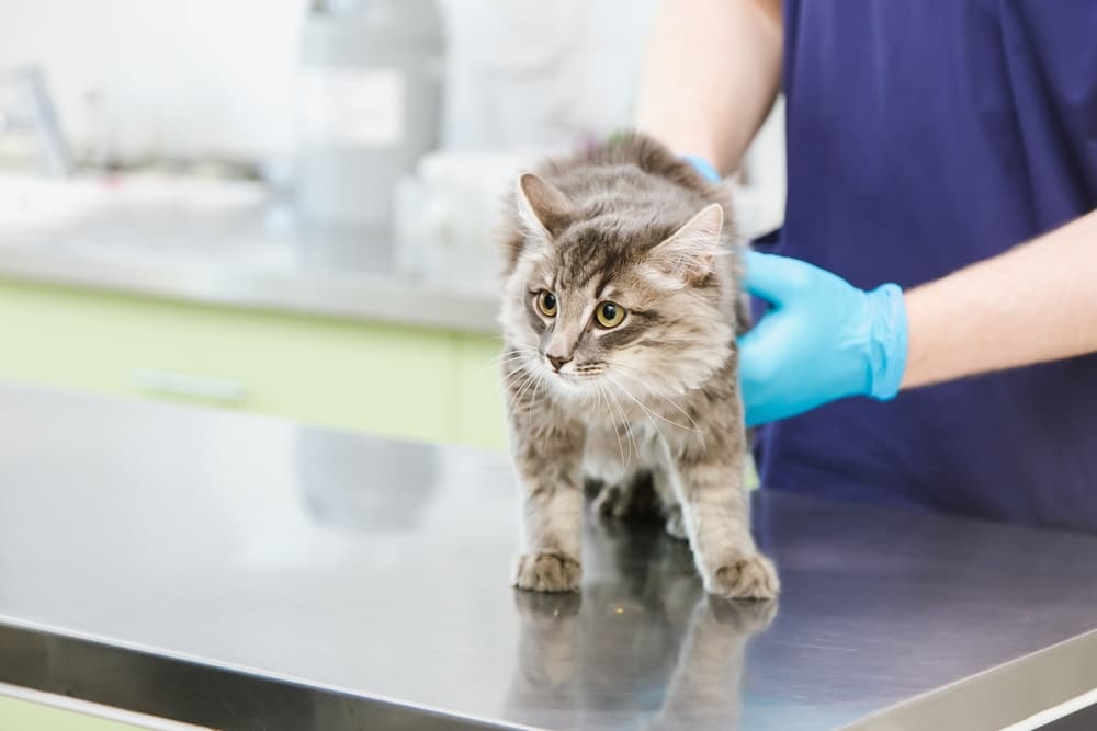 Veterinarian examining cat