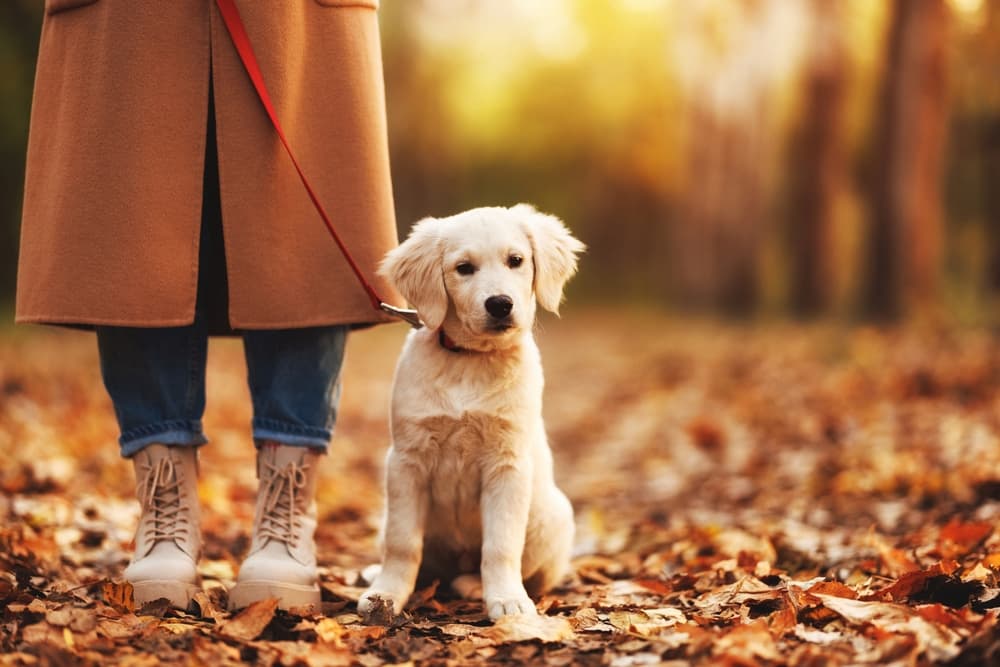 Pet parent walking puppy in woods