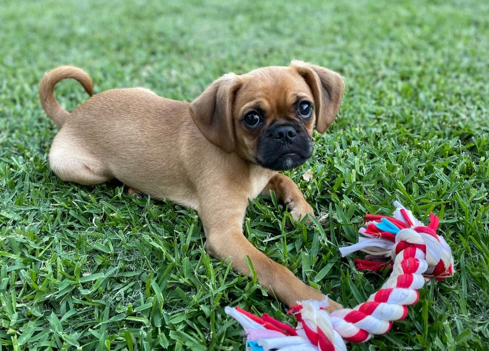 Pugalier (Pug and Cavalier King Charlies Spaniel)