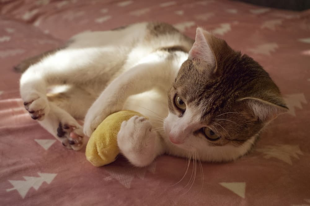 Kitten playing with catnip toy