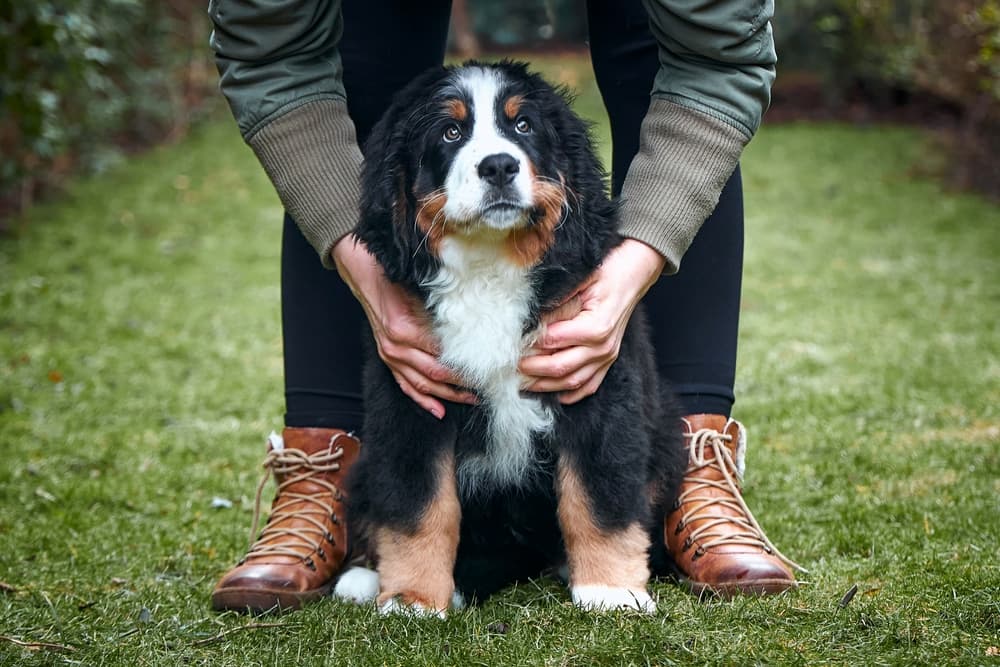 Elbow Dysplasia in Dogs