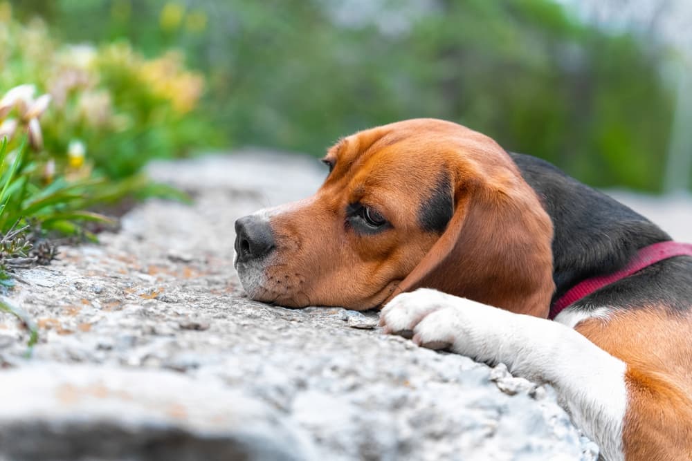 Dog on walk is tired