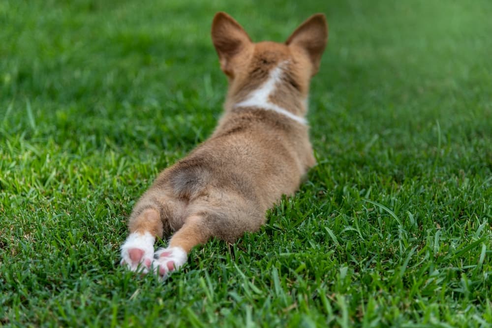 Dog Splooting: Is It a Cause for Concern?
