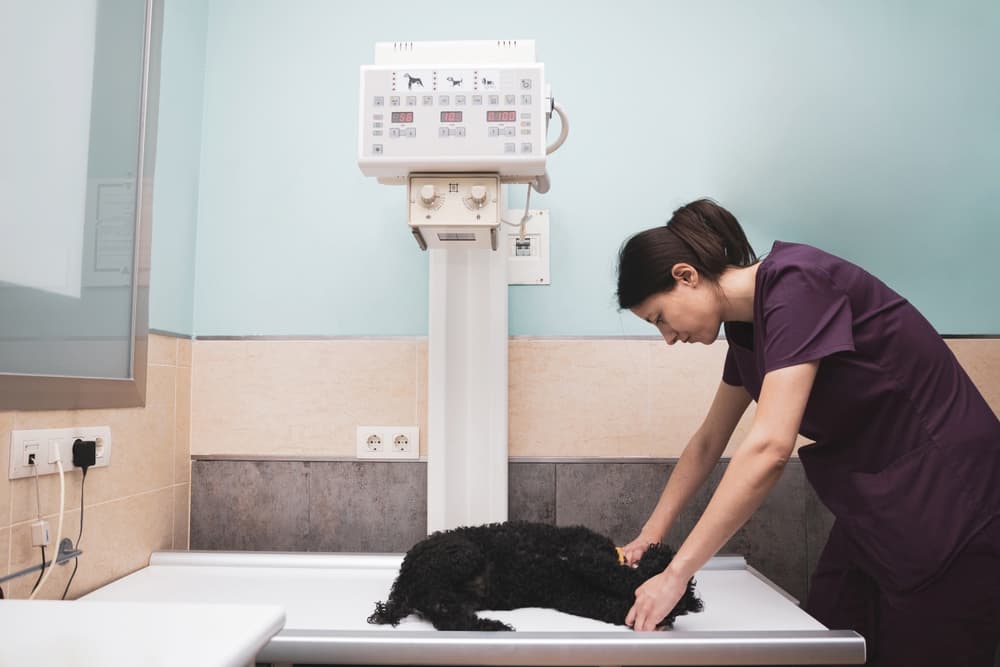 Dog with vet in X-ray room
