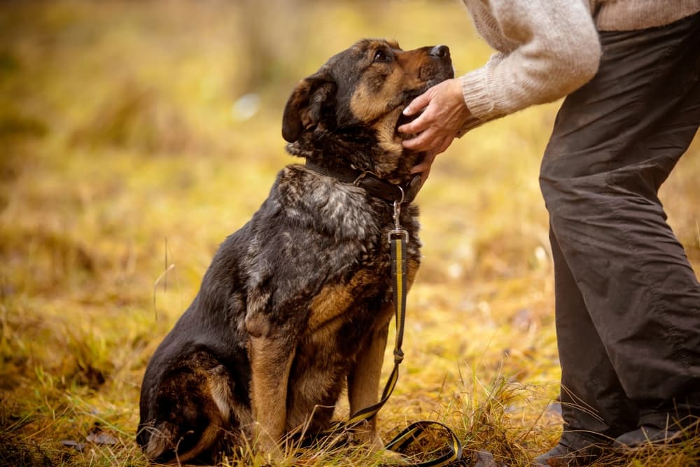 Bone Cancer in Dogs: Symptoms, Causes, Treatment