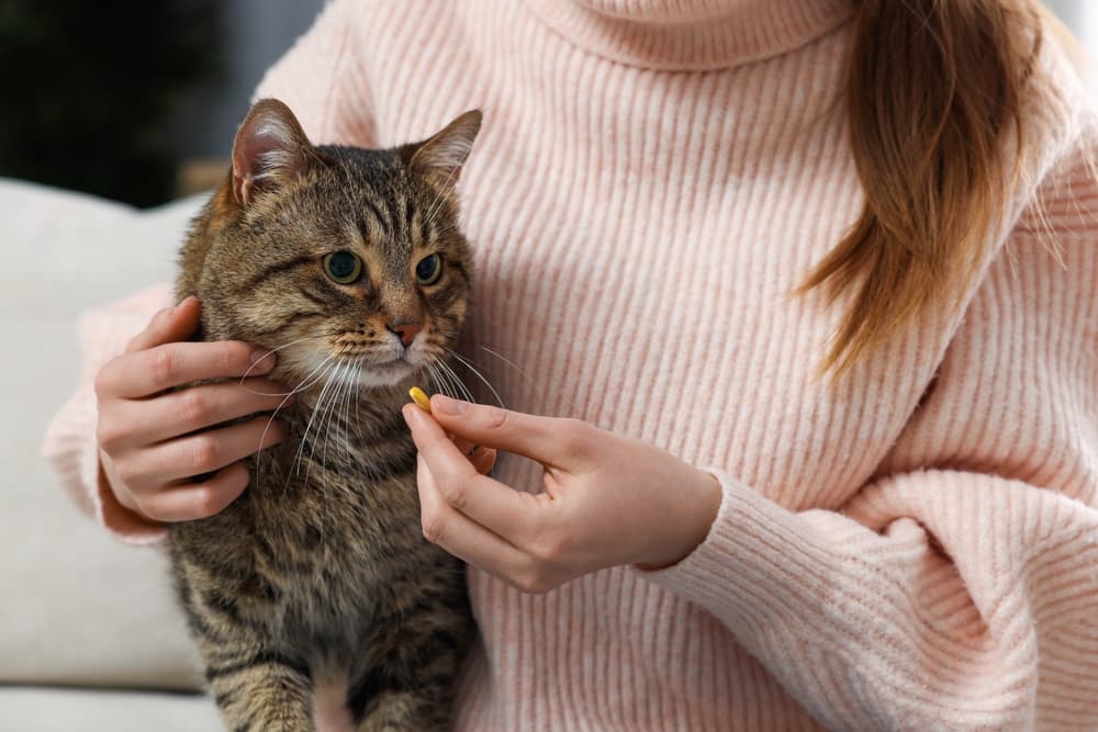 Baytril (Enrofloxacin) for Cats