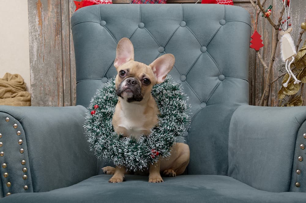 French Bulldog with Christmas wreath