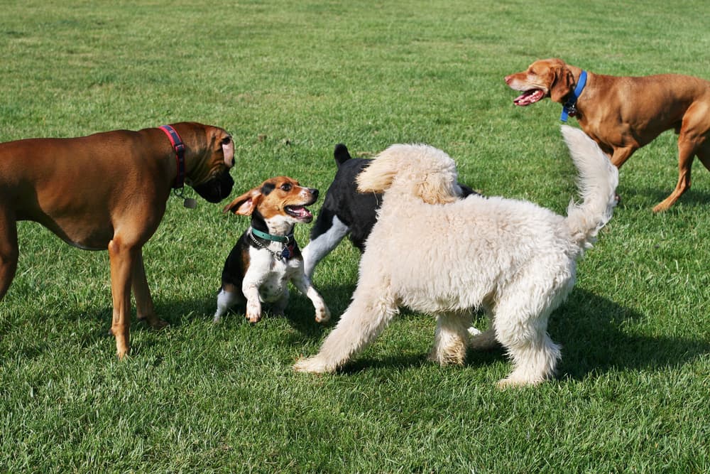 Dogs playing at dog park