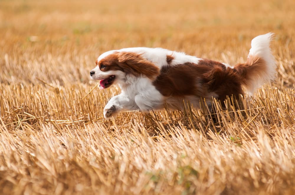 Cavalier King Charles running through a field