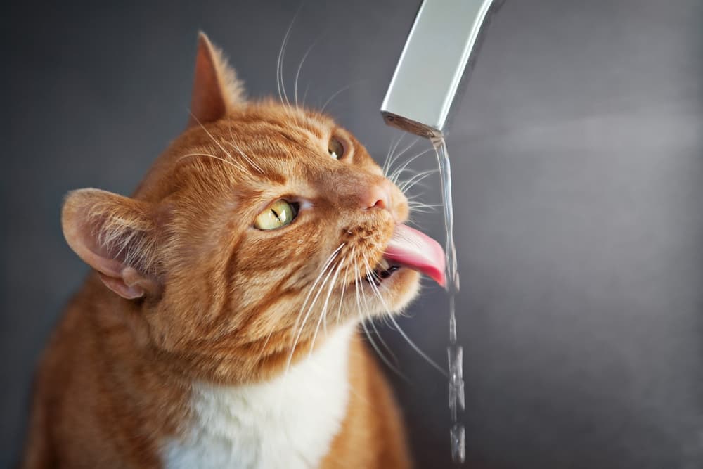 5 Signs of Diabetes in Cats