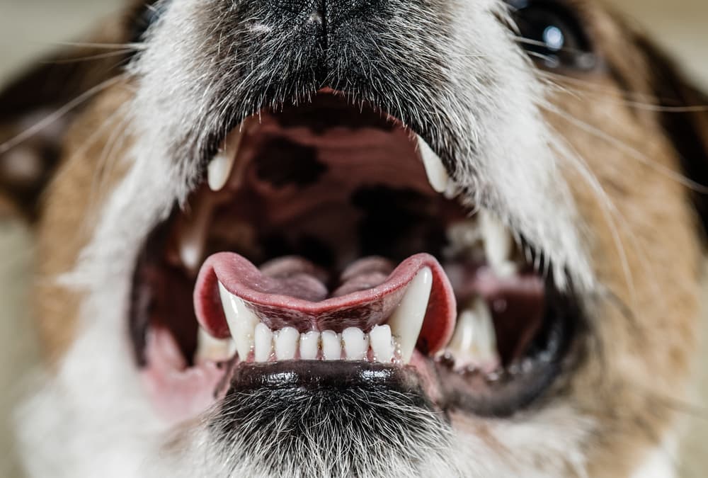 Dog showing teeth and mouth