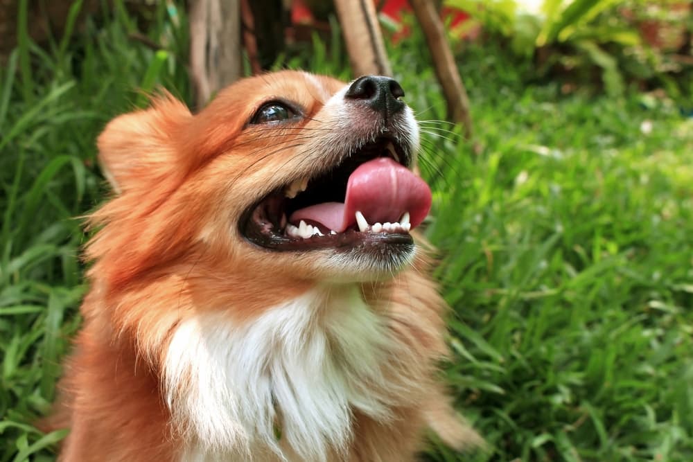 Can Dogs Have Asthma?