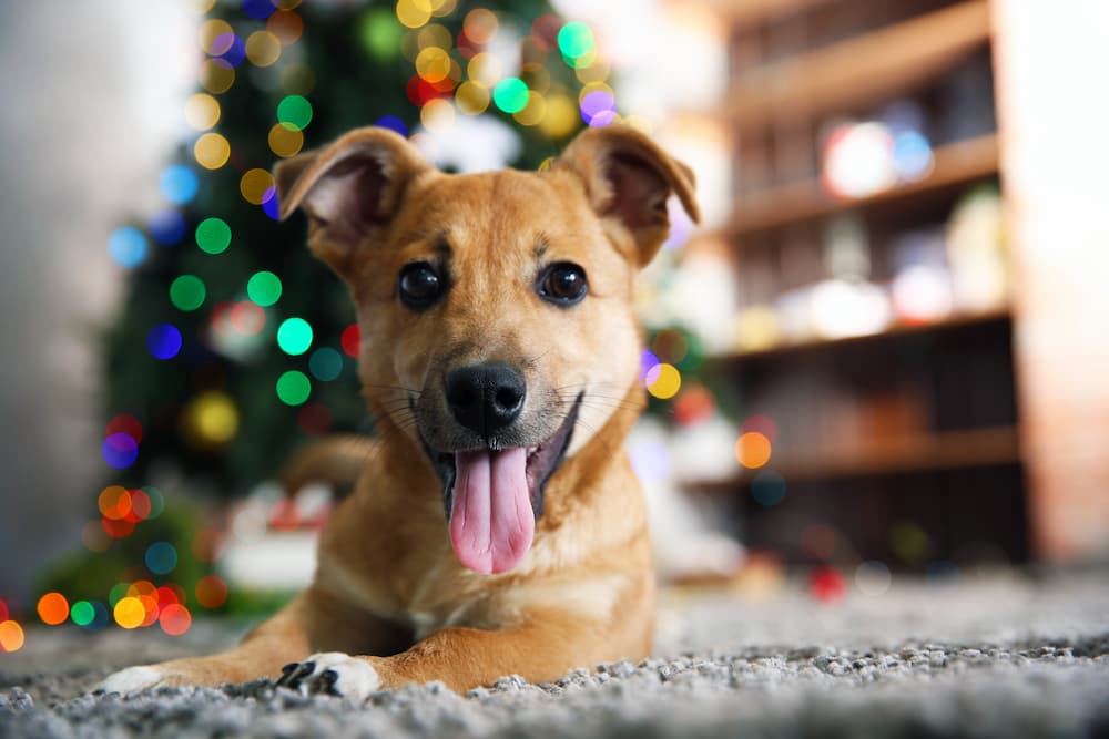 Christmas dog by tree smiling