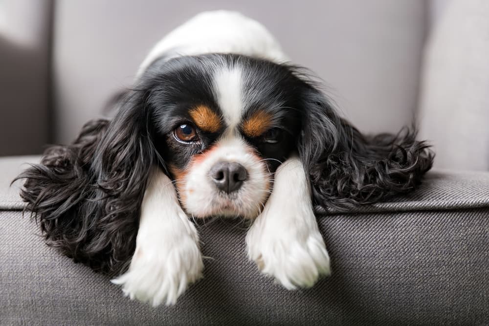Cavalier King Charles laying on a sofa