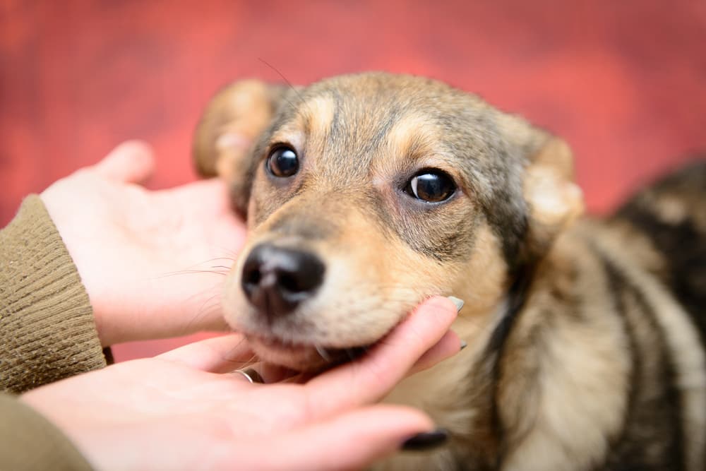 Woman holding dog's face in hands